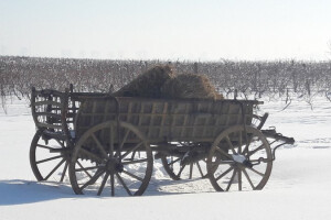 Vinkovo na Goldschmidtu