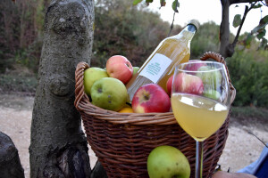 Stjepan Vučemilović - Proizvodnja vina od domaćih jabuka