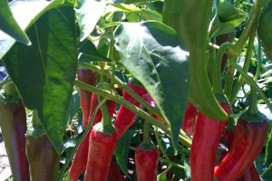 Dan paprike na Šaframovim poljima