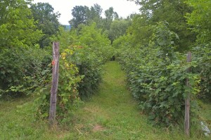 Malina, kupina ili šljiva: Šta će doneti zaradu u Kolubarskom okrugu?