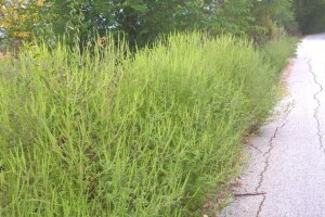 Ambrozija pored puta