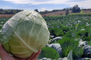Potomak dostojan naslednik srpskog meleza