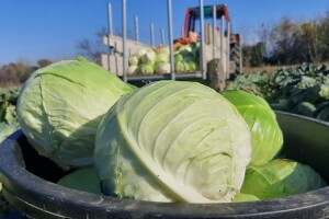 Dobra godina za proizvođače kupusa