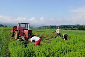 Proizvodnja i otkup lekovitog bilja