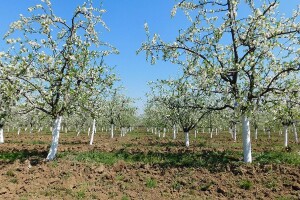 Mladi proizvođači udruživanjem do bolje tržišne pozicije