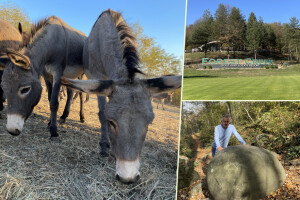 Magaraca ima puno više u Bosni, nego u Hercegovini