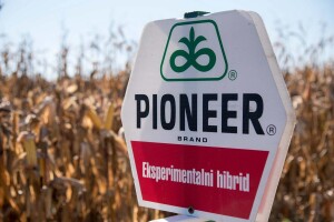 Dan polja Pioneer hibrida