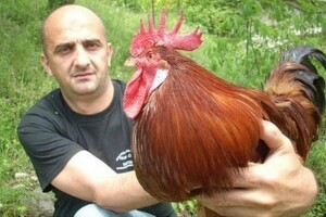 Peradarstvo - koke hrvatice