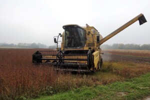 Žetva heljde na OPG-u Pocedulić
