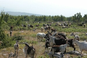 Ovce i janjci, koze i kozlići u Sinjskom polju i na Kemešnici