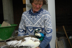 Života Adamović iz okoline Svilajnca više od 40 godina uzgaja paunove