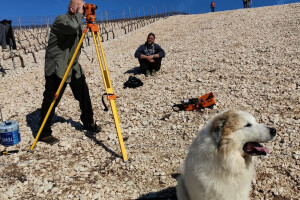 Sadnja vinograda obitelji Batistić-Zure