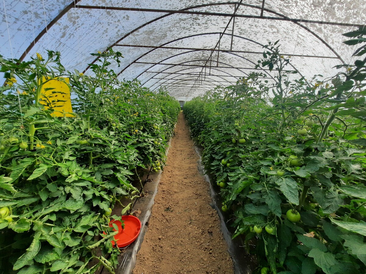 paradajz u plasteniku