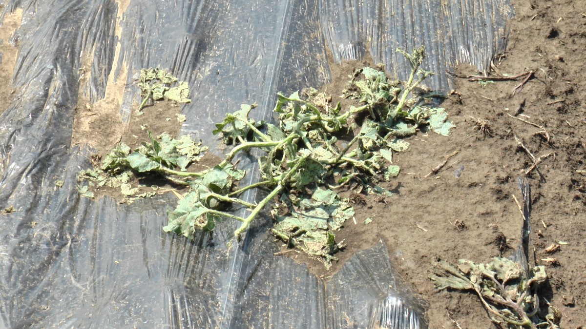 Stradale vreže lubenica