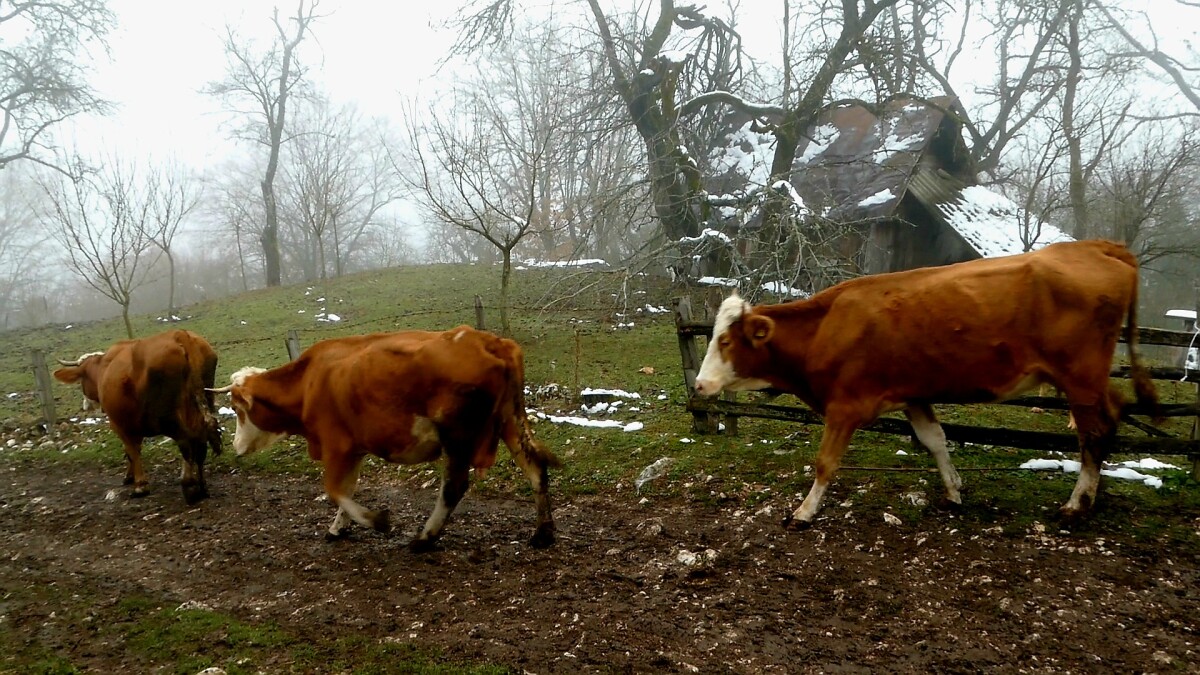krave na seoskom putu
