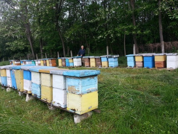 Košnice na Delibatskoj peščari