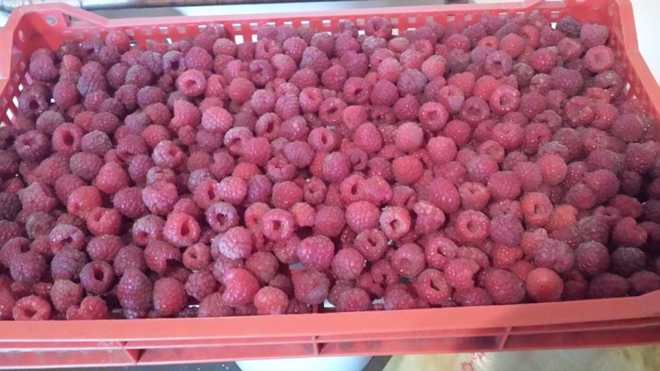 maline