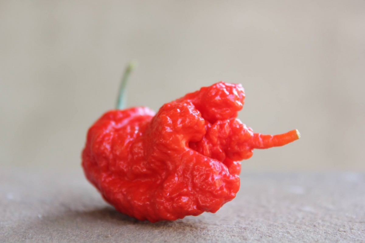 Carolina reaper