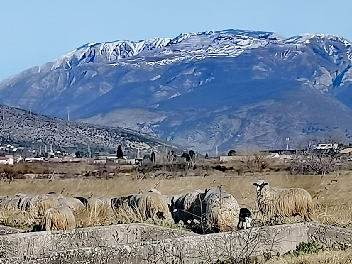 ovce na lvadi ispod planine