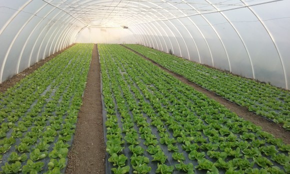 salata u plastenicima