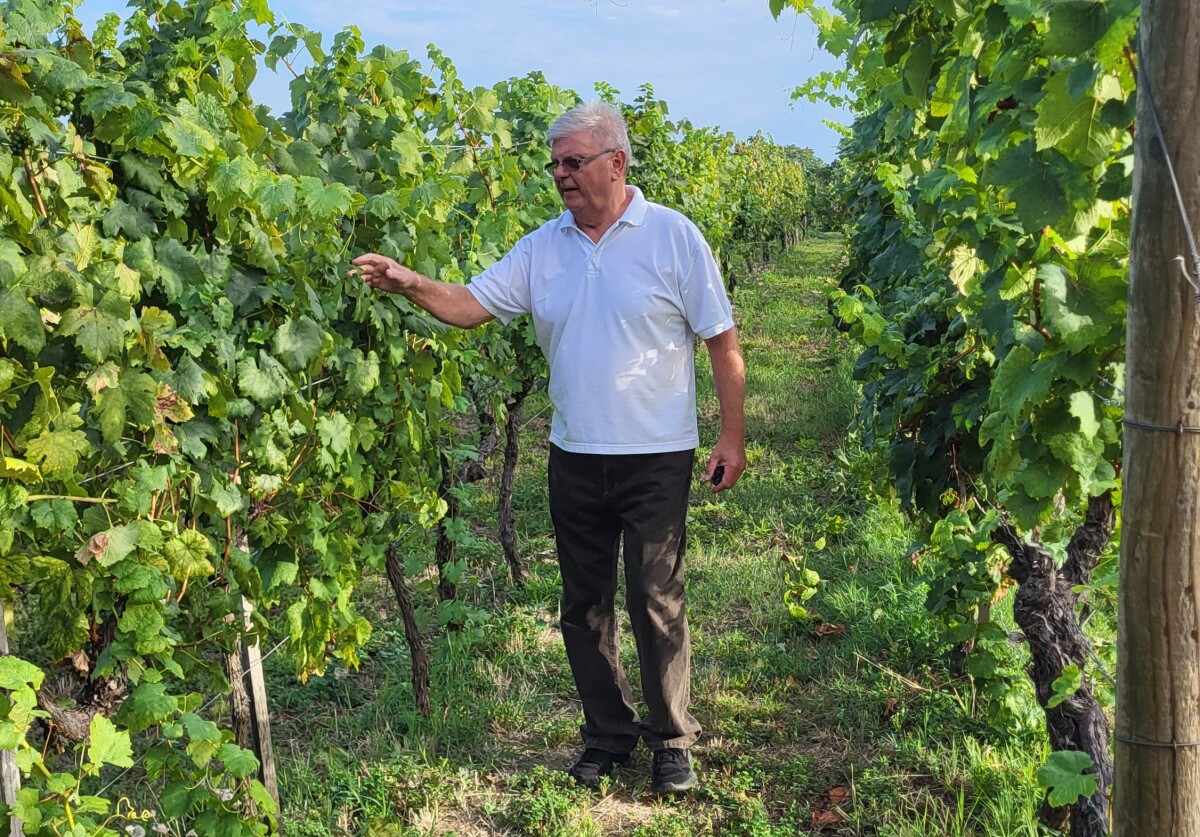 Vinotel, Aljmaš, Brzica
