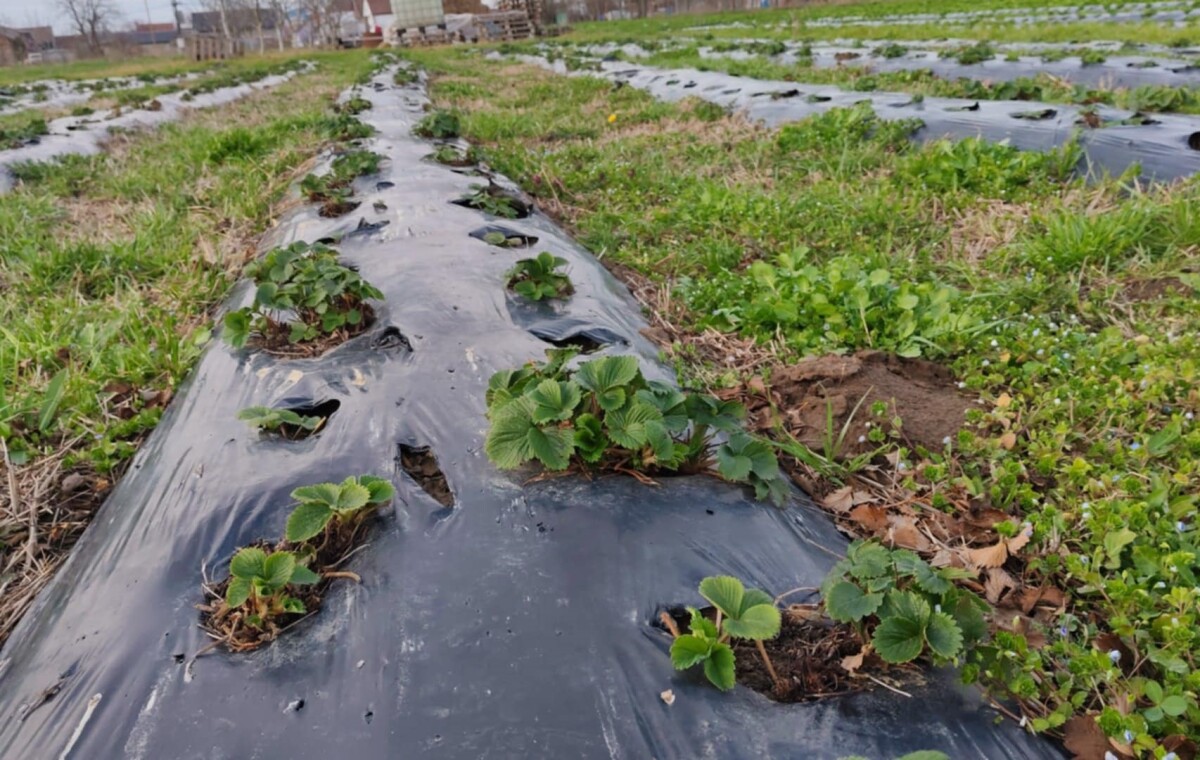 jagoda, nasad, folija