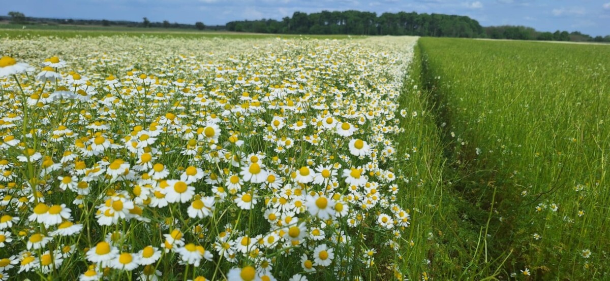kamilica, polje, glavica, cvijet