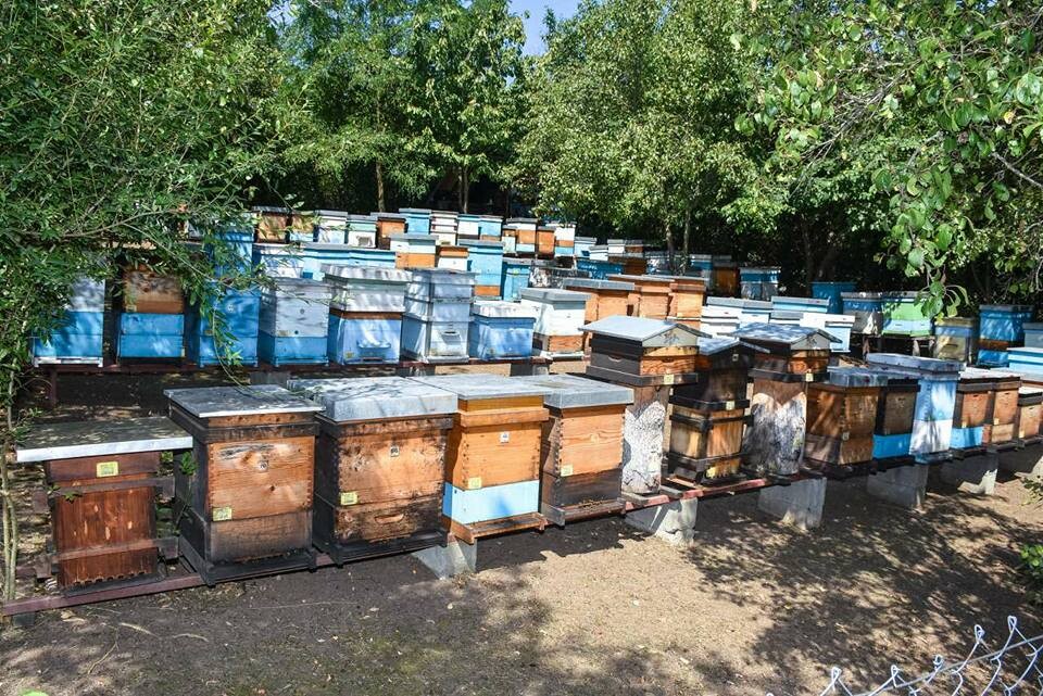 Sada ima stotinak košnica