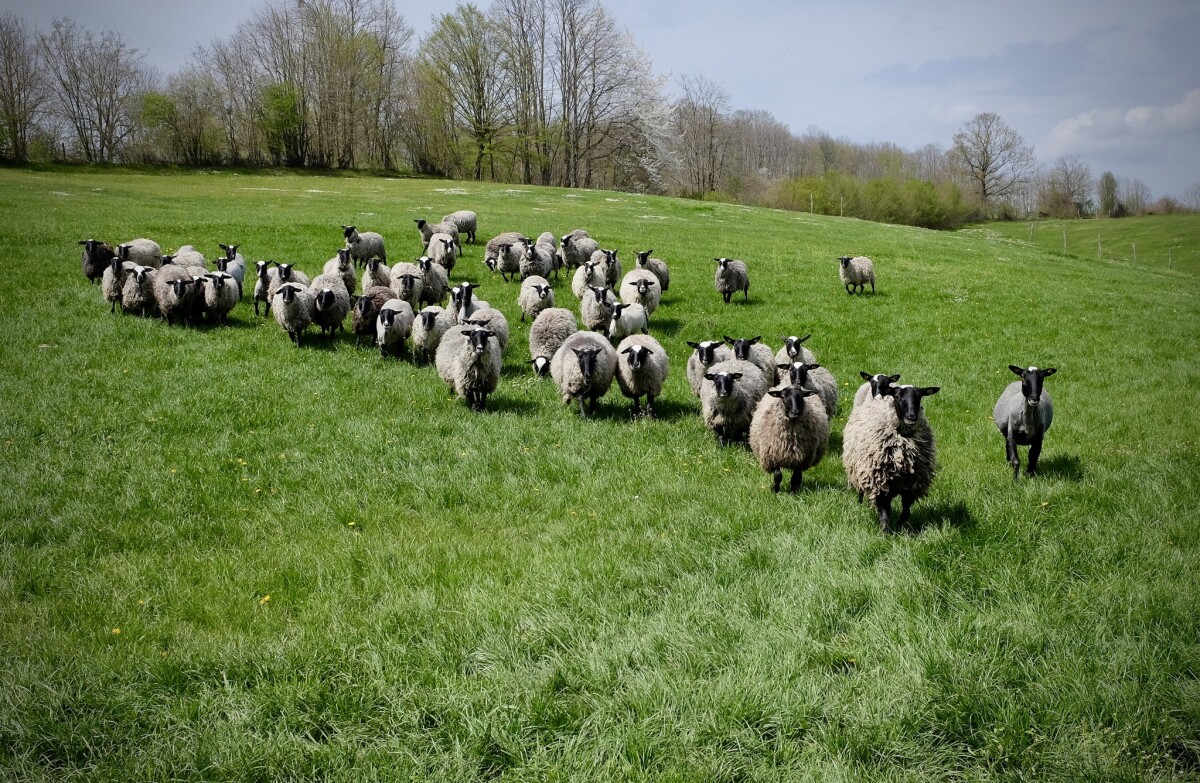 Ovce na livadi