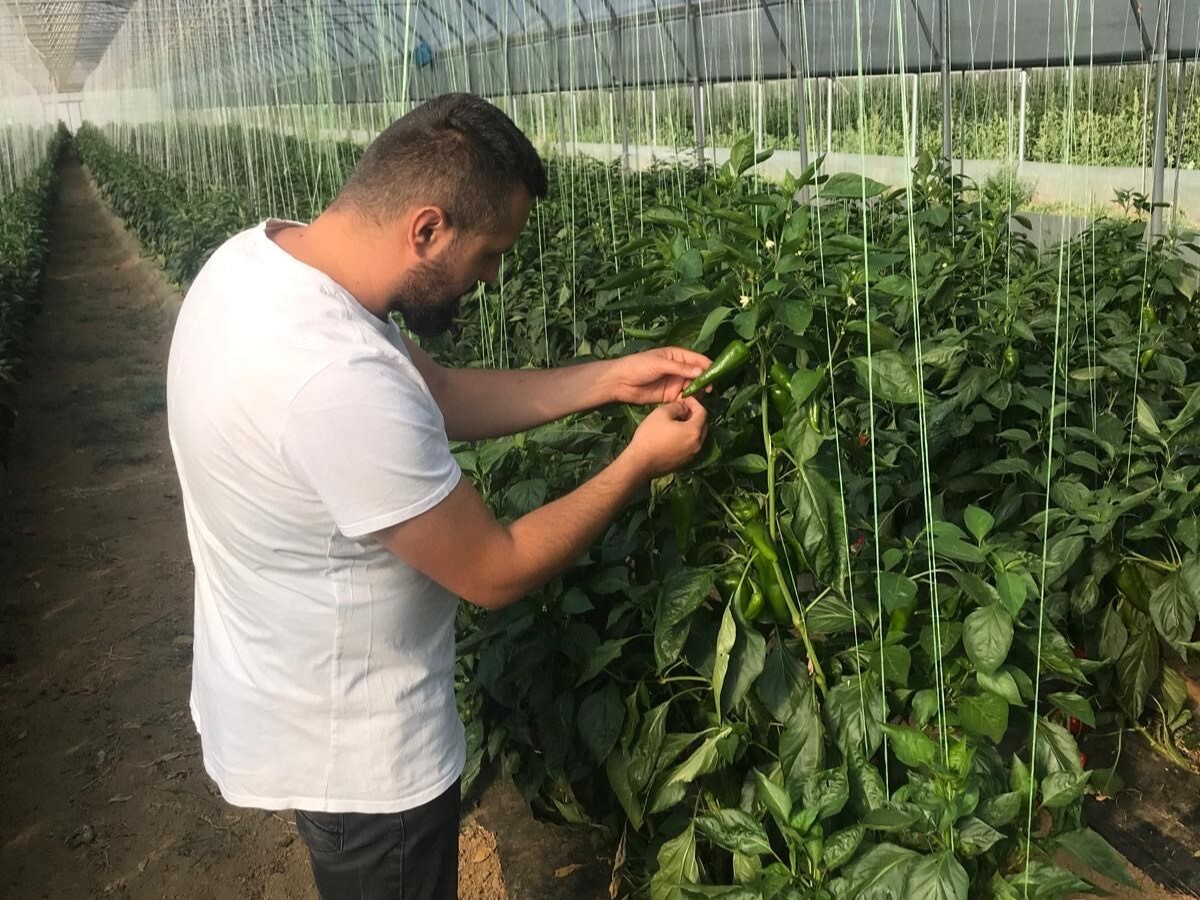 Najsigurniji u plasteniku