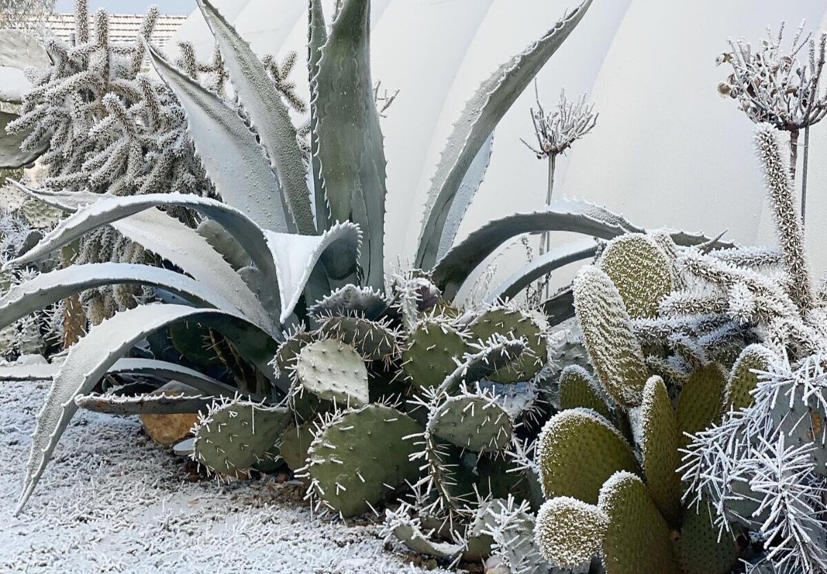 Kaktusi na snegu