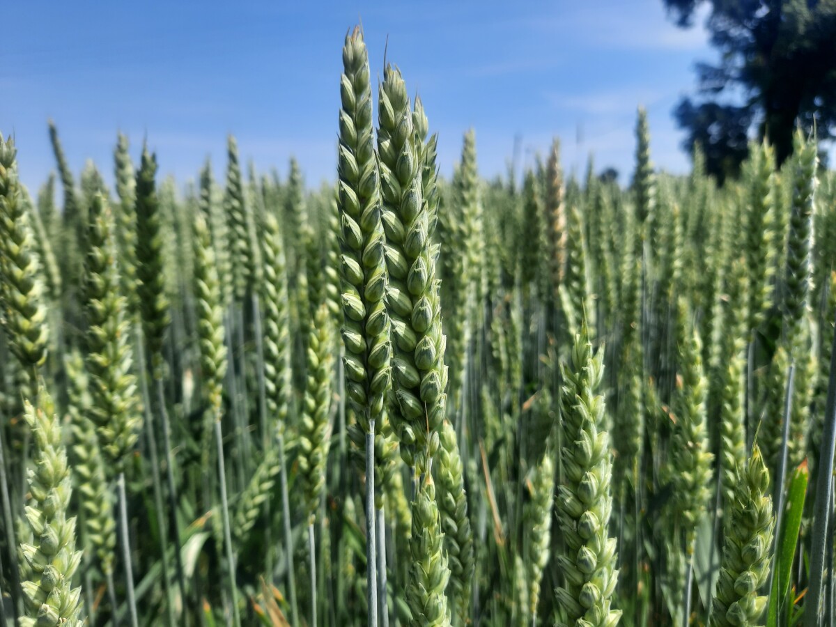 Pšenica u junu