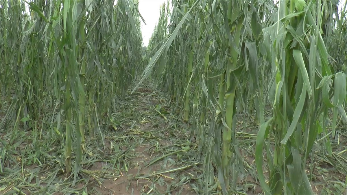 Kukurz tučen gradom