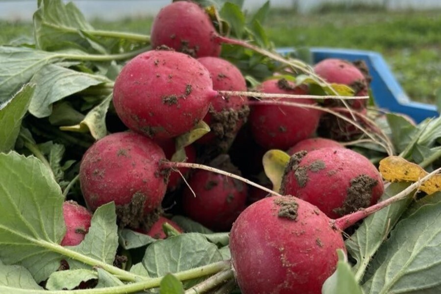 svježe ubrane rotkvice u gajbi