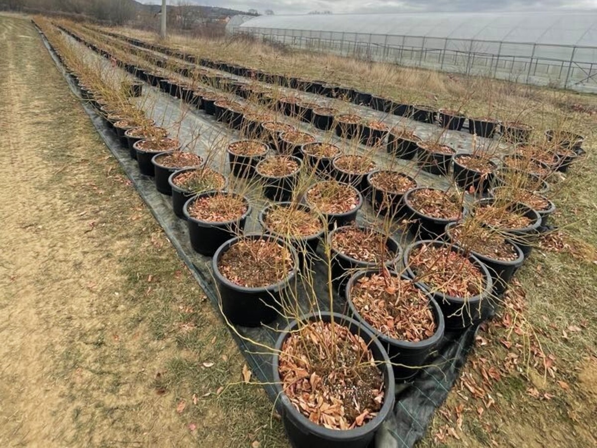 biljke borovnice u saksijama