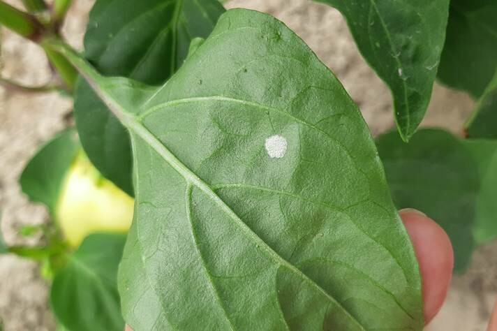 Jajno leglo kukuruznog plamenca na paprici