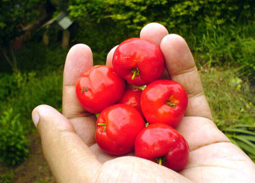 acerola