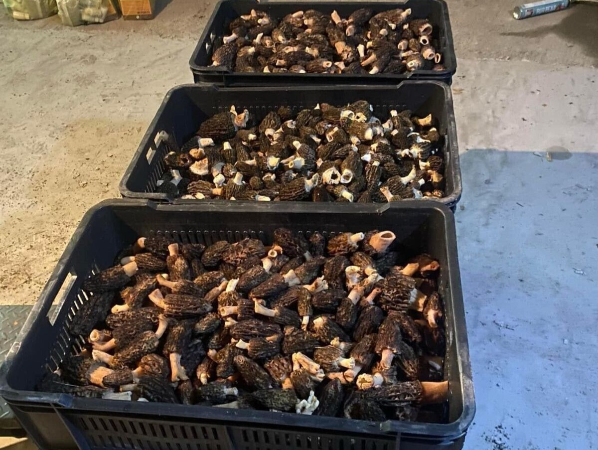 osušeni smrčak u gajbama