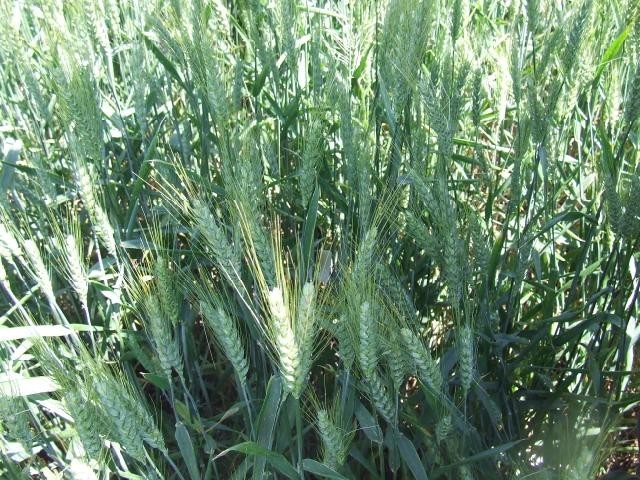 Ne tretirana pšenica