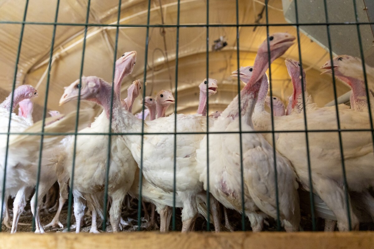 Farma ćuraka