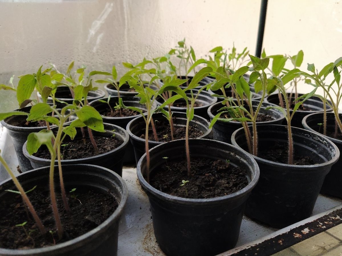 rajčica, presadnica, vrt