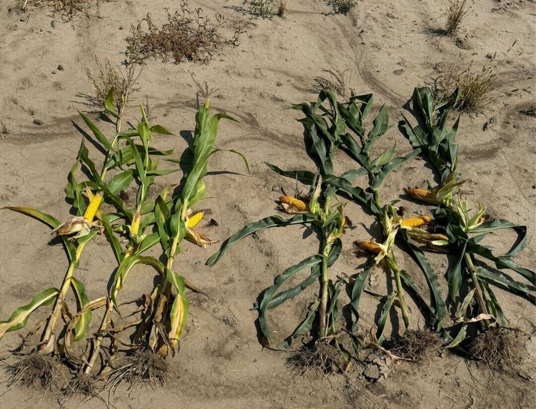 kukuruz, stabljika, klip