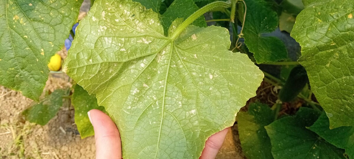 naličje lista krastavca