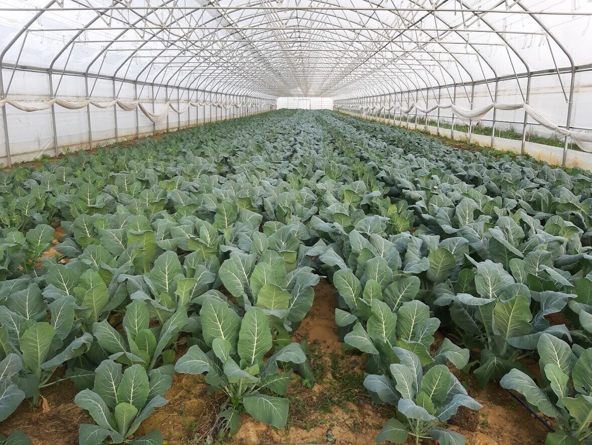 Redovno obilazite usjev