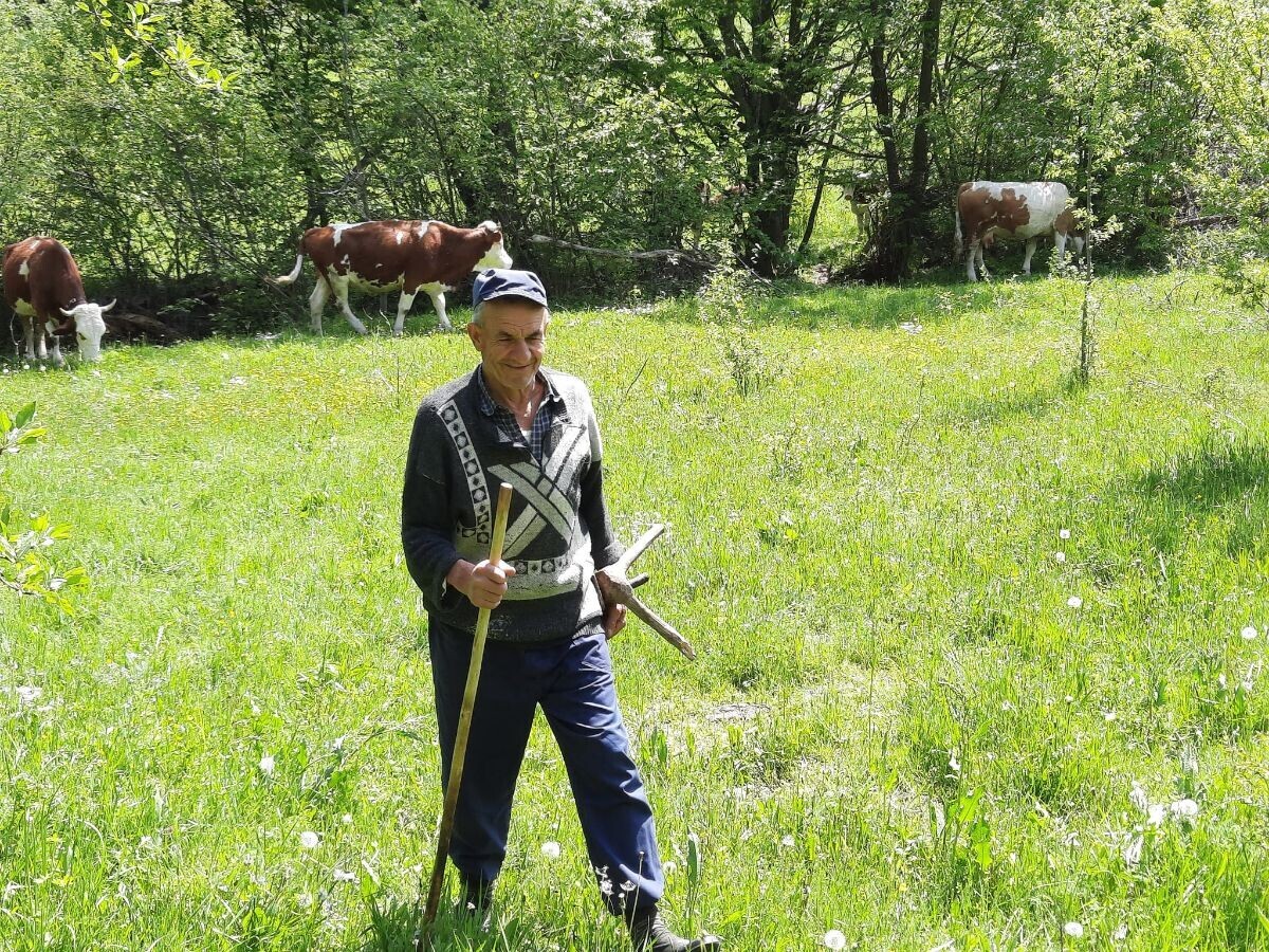 Ispaša krava