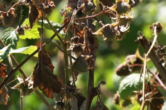 Biljka koju su uništili puževi