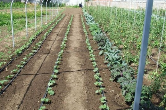 Vladimirov biodivezitet