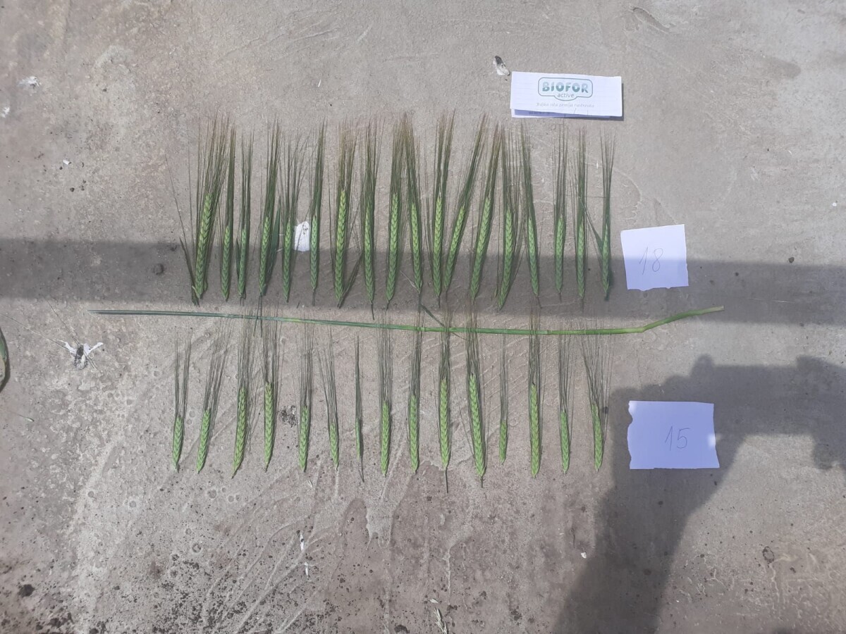 Biofor System