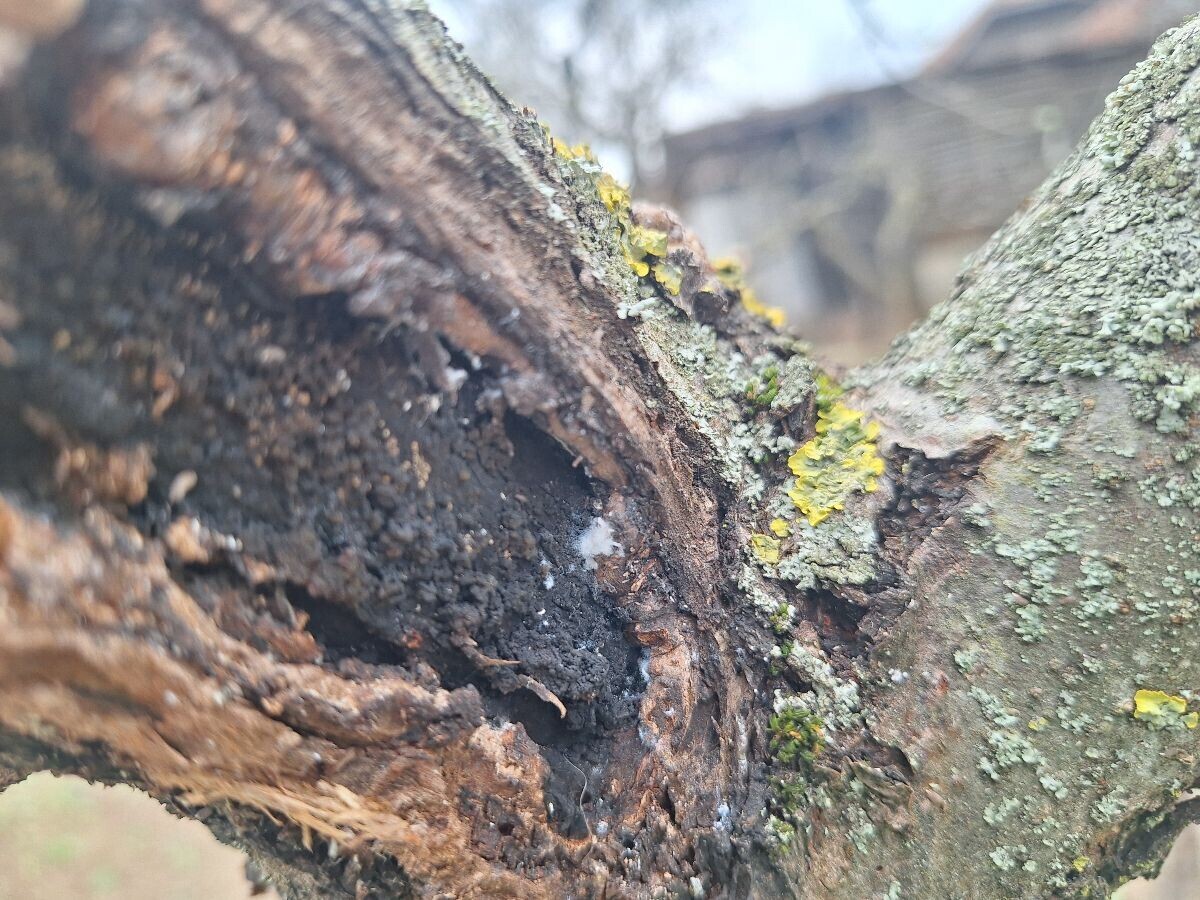 Krvava vaš prezimljava u stadijumu larve u pukotini stabla ili oko korenovog vrata