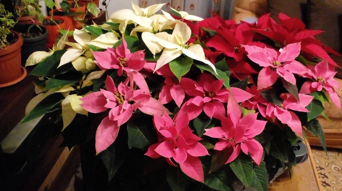 Mirhina božićna zvijezda u tri boje